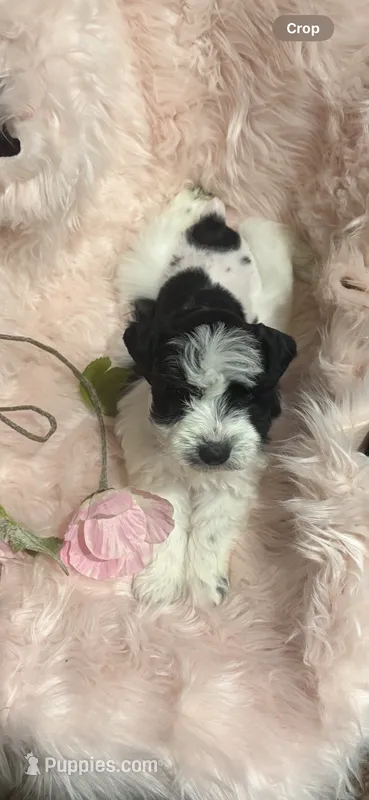 Kinlynn-AKC – Miniature Schnauzer puppy for sale in Buffalo, MO