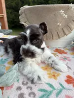 Ainsley , a female Miniature Schnauzer for sale in Buffalo, MO – 2 of 6