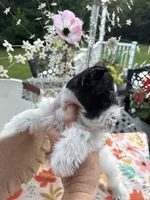 Chandley-AKC- Toy size, a female Miniature Schnauzer for sale in Buffalo, MO – 6 of 9