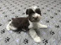 HUCK -AKC-ACA-APRI, a male Miniature Schnauzer for sale in Buffalo, MO – 3 of 9