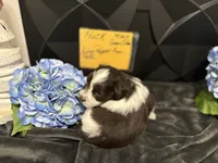 Huck-AKC, a male Miniature Schnauzer for sale in Buffalo, MO – 5 of 5