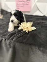 Chandley-AKC, a female Miniature Schnauzer for sale in Buffalo, MO – 4 of 8