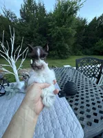 HUCKABEE- AKC-TOY, a male Miniature Schnauzer for sale in Buffalo, MO – 2 of 9