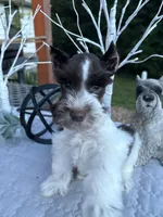 HUCKABEE- AKC-TOY, a male Miniature Schnauzer for sale in Buffalo, MO – 1 of 9