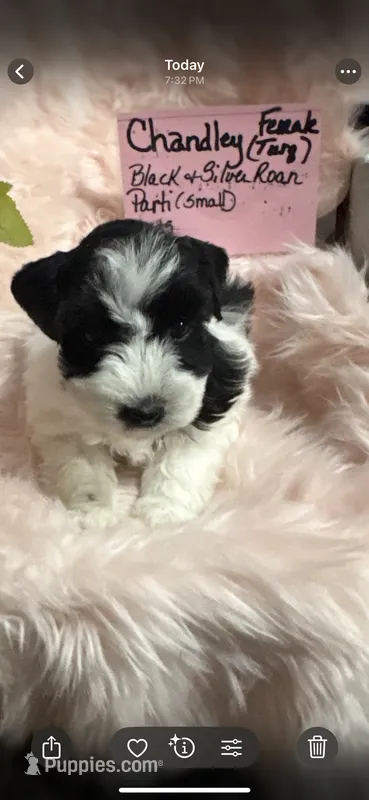 Chandley-AKC – Miniature Schnauzer puppy for sale in Buffalo, MO