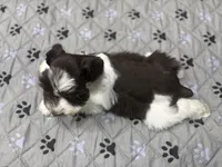 HUCK -AKC-ACA-APRI, a male Miniature Schnauzer for sale in Buffalo, MO – 4 of 9