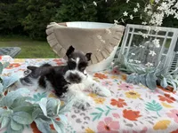 Ainsley , a female Miniature Schnauzer for sale in Buffalo, MO – 5 of 6