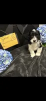 Tymber - AKC, a male Miniature Schnauzer for sale in Buffalo, MO – 6 of 6