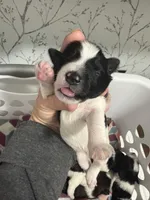 Ruckus -AKC, a male Miniature Schnauzer for sale in Buffalo, MO – 4 of 6