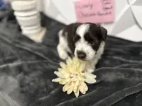 Ainsley-AKC-ACA-APRI, a female Miniature Schnauzer for sale in Buffalo, MO – 2 of 8