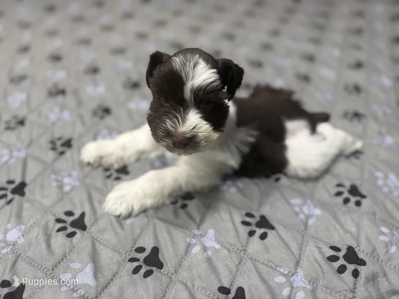 HUCK -AKC-ACA-APRI – Miniature Schnauzer puppy for sale in Buffalo, MO
