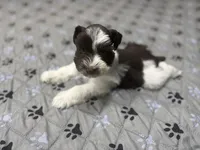 HUCK -AKC-ACA-APRI, a male Miniature Schnauzer for sale in Buffalo, MO – 1 of 9