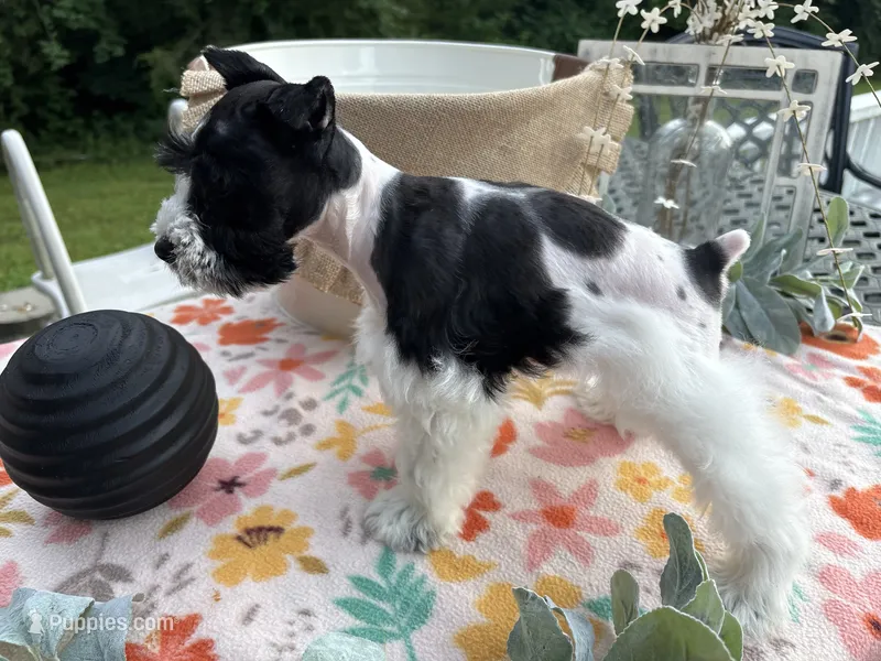 Chandley-AKC- Toy size – Miniature Schnauzer puppy for sale in Buffalo, MO