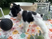 Chandley-AKC- Toy size, a female Miniature Schnauzer for sale in Buffalo, MO – 1 of 9