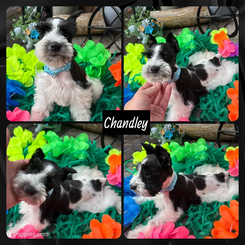 Chandley-AKC- Toy size – Miniature Schnauzer puppy for sale in Buffalo, MO