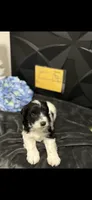 Tymber - AKC, a male Miniature Schnauzer for sale in Buffalo, MO – 4 of 6