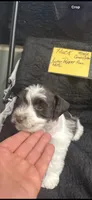 HUCK -AKC-ACA-APRI, a male Miniature Schnauzer for sale in Buffalo, MO – 6 of 9