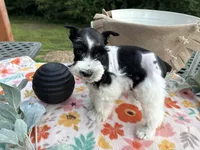Kinlynn-AKC-TOY, a female Miniature Schnauzer for sale in Buffalo, MO – 4 of 9