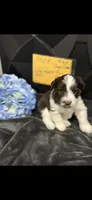 HUCK -AKC-ACA-APRI, a male Miniature Schnauzer for sale in Buffalo, MO – 9 of 9