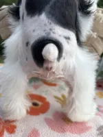 Chandley-AKC- Toy size, a female Miniature Schnauzer for sale in Buffalo, MO – 7 of 9