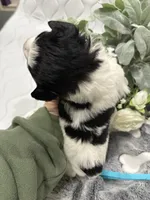 Kinlynn-AKC, a female Miniature Schnauzer for sale in Buffalo, MO – 6 of 7