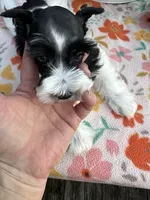 Kinlynn-AKC-TOY, a female Miniature Schnauzer for sale in Buffalo, MO – 7 of 9