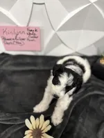 Kinlynn-AKC, a female Miniature Schnauzer for sale in Buffalo, MO – 2 of 7