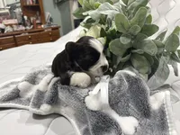 Ainsley-AKC-ACA-APRI, a female Miniature Schnauzer for sale in Buffalo, MO – 7 of 8