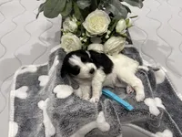 Kinlynn-AKC, a female Miniature Schnauzer for sale in Buffalo, MO – 7 of 7