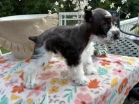 Ainsley , a female Miniature Schnauzer for sale in Buffalo, MO – 3 of 6