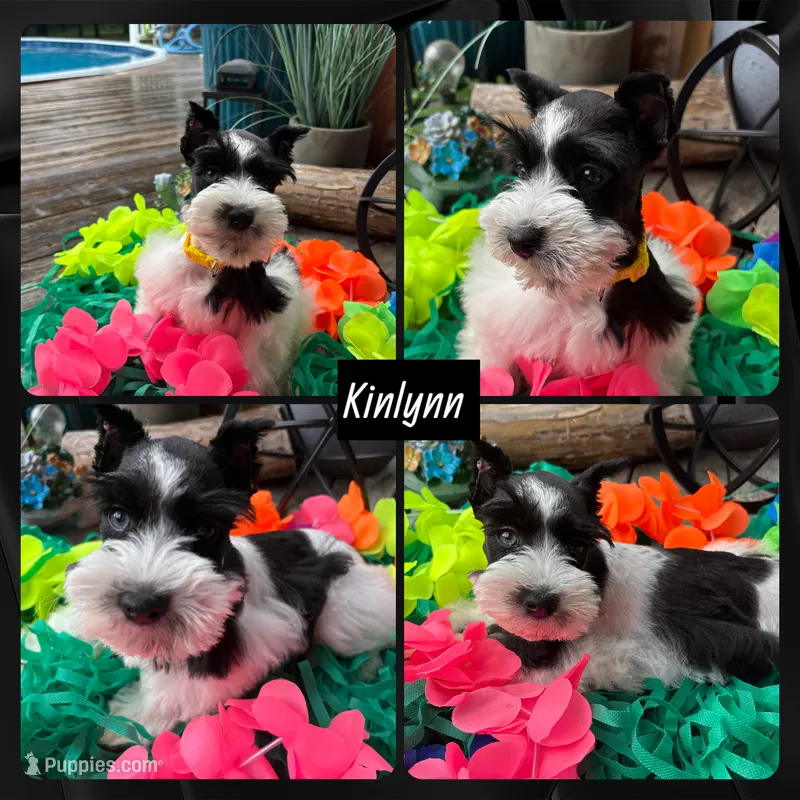 Kinlynn-AKC-TOY – Miniature Schnauzer puppy for sale in Buffalo, MO
