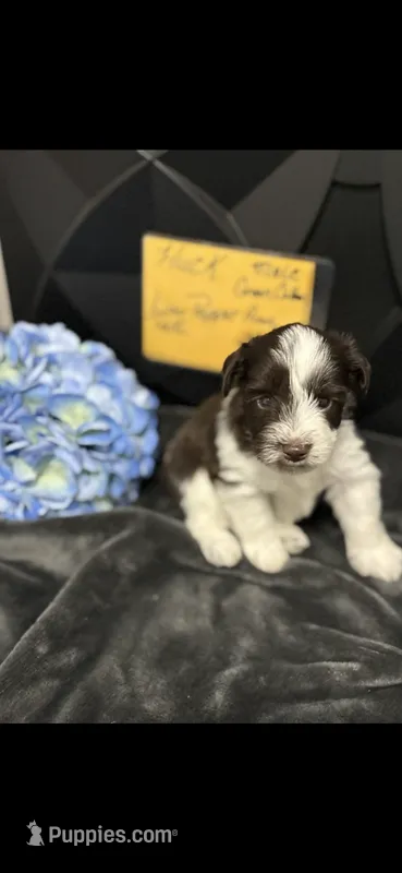 Huck-AKC – Miniature Schnauzer puppy for sale in Buffalo, MO