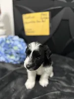 Ruckus -AKC, a male Miniature Schnauzer for sale in Buffalo, MO – 2 of 6