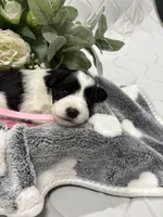 Chandley-AKC, a female Miniature Schnauzer for sale in Buffalo, MO – 6 of 8
