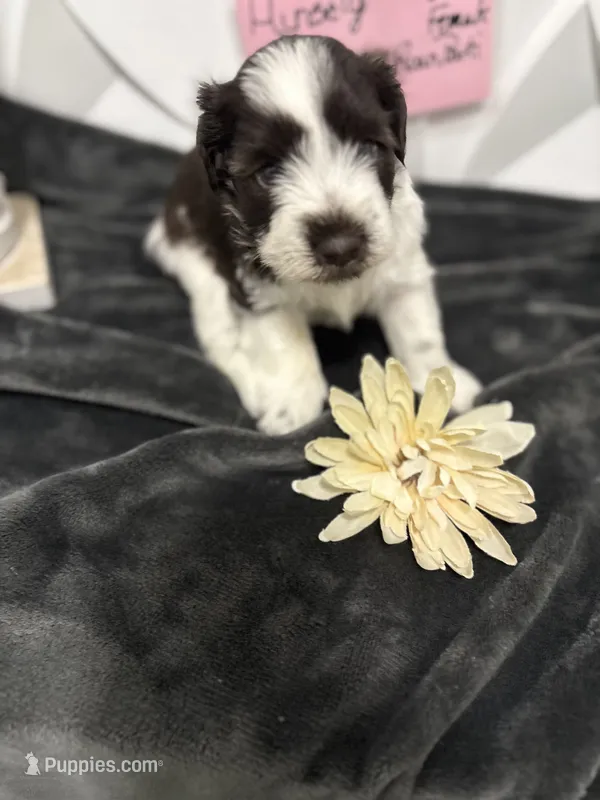 Ainsley-AKC-ACA-APRI – Miniature Schnauzer puppy for sale in Buffalo, MO