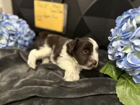Huck-AKC, a male Miniature Schnauzer for sale in Buffalo, MO – 2 of 5