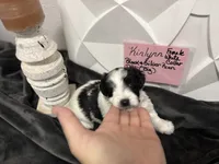 Kinlynn-AKC, a female Miniature Schnauzer for sale in Buffalo, MO – 3 of 7