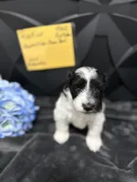 Ruckus -AKC, a male Miniature Schnauzer for sale in Buffalo, MO – 1 of 6