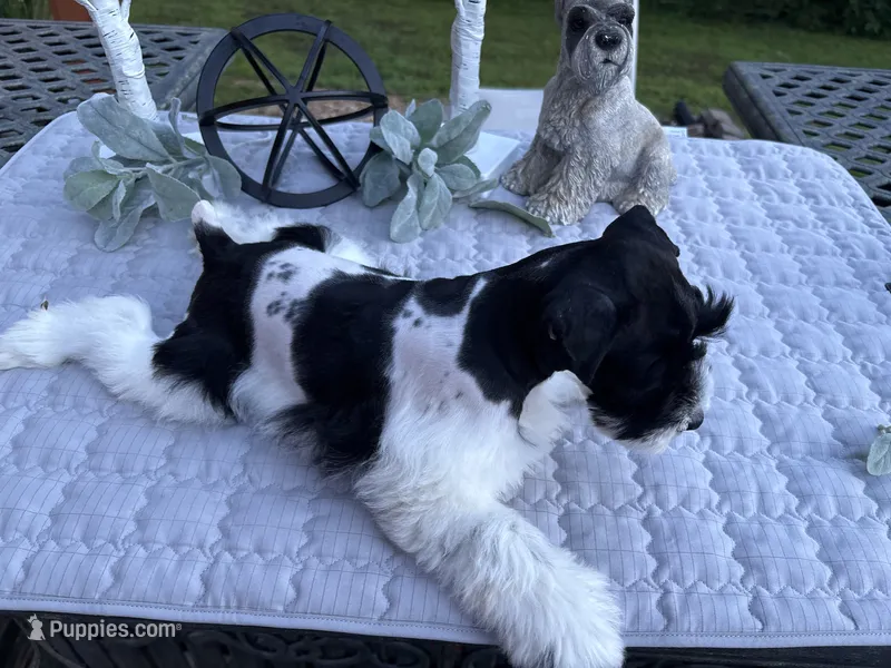 Tymber - AKC – Miniature Schnauzer puppy for sale in Buffalo, MO
