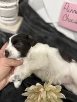 Ainsley-AKC-ACA-APRI, a female Miniature Schnauzer for sale in Buffalo, MO – 3 of 8