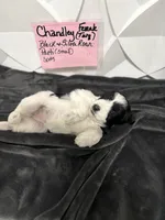 Chandley-AKC, a female Miniature Schnauzer for sale in Buffalo, MO – 5 of 8