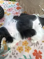 Kinlynn-AKC-TOY, a female Miniature Schnauzer for sale in Buffalo, MO – 3 of 9