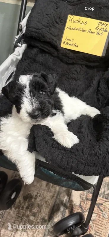 Ruckus -AKC – Miniature Schnauzer puppy for sale in Buffalo, MO
