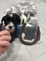 Tymber - AKC, a male Miniature Schnauzer for sale in Buffalo, MO – 5 of 6