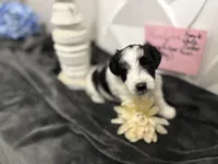 Kinlynn-AKC, a female Miniature Schnauzer for sale in Buffalo, MO – 4 of 7