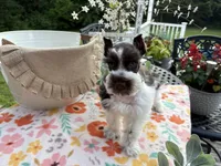 Ainsley , a female Miniature Schnauzer for sale in Buffalo, MO – 6 of 6