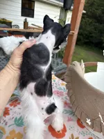 Chandley-AKC- Toy size, a female Miniature Schnauzer for sale in Buffalo, MO – 3 of 9
