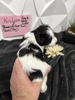 Kinlynn-AKC, a female Miniature Schnauzer for sale in Buffalo, MO – 5 of 7