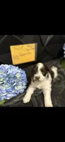 HUCK -AKC-ACA-APRI, a male Miniature Schnauzer for sale in Buffalo, MO – 7 of 9