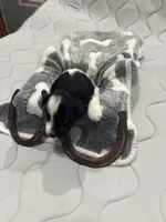 Ruckus -AKC, a male Miniature Schnauzer for sale in Buffalo, MO – 3 of 6